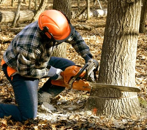 Tree Removal in Neola, UT